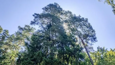 Looking up through tall evergreen trees towards a bright blue sky with sun ra Stock-Fotos