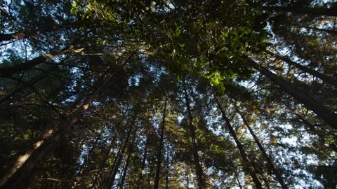 Looking Up Through Tall Forest Trees in Japanese Woodland, Panning Right Stock Footage 319678096
