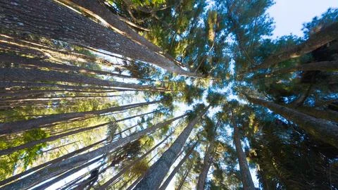 Looking Up Through Tall Forest Trees Stock-Fotos