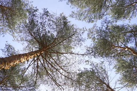 Looking Up Through Tall Pine Tree Canopy Branches Against Clear Blue Sky Da.. Foto stock