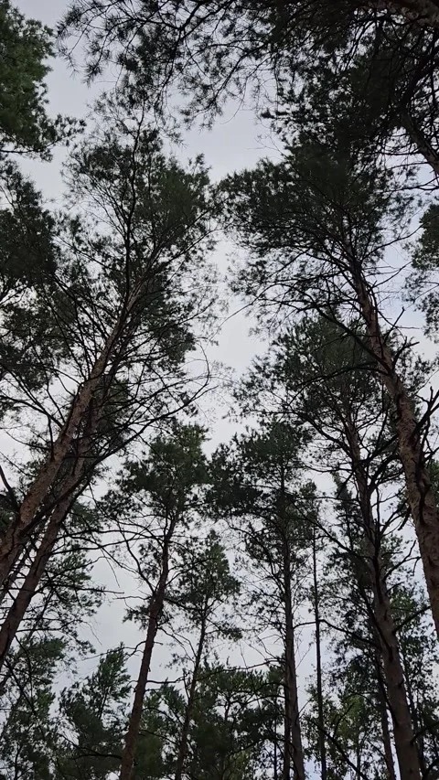 Looking up through tall pine trees into a cloudy sky in a dense forest Stock Footage 306180622
