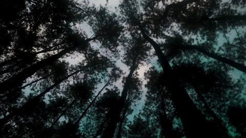 Looking up through tall pine trees in a dark forest canopy toward a bright .. Stock Footage 340055658