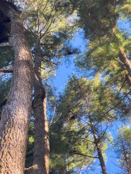 Looking Up Through Tall Pine Trees Fotos de archivo