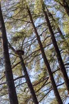 Looking Up Through Tall Pine Trees Stock Photos