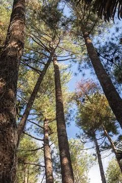Looking Up Through Tall Pine Trees Stock-Fotos