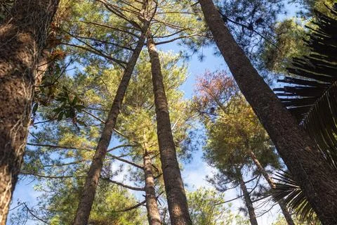 Looking Up Through Tall Pine Trees Stock Photos