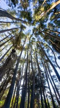Looking Up Through Tall Pine Trees Foto stock