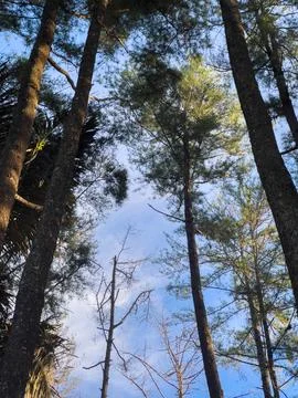 Looking Up Through Tall Pine Trees Stock-Fotos