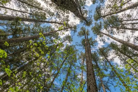 Looking up through tall pine trees Photos