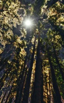Looking up through tall pine trees towards the sun creating a halo effect i.. Stock Photos