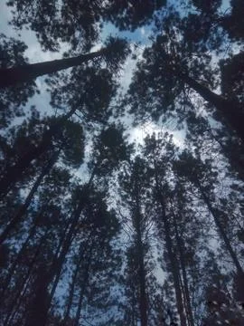 Looking Up Through Tall Pine Trees Canopy Against Blue Sky with Clouds Stock Photos