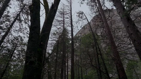Looking up through tall pines to granite peaks in Yosemite Valley Video stock 347988694