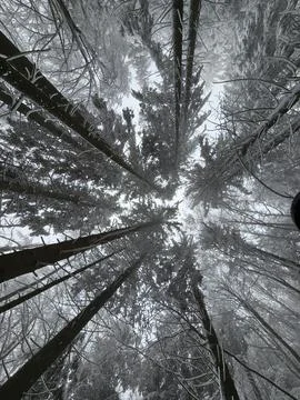 Looking up through tall snowy trees in a freezing winter forest. Stock Photos