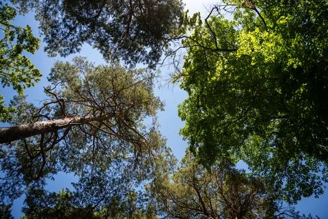 Looking Up Through Tall Trees Into Blue Sky: Sunlit Green Forest Canopy Fro.. Stock Photos