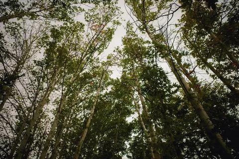 Looking Up Through Tall Trees in a Forest 写真素材