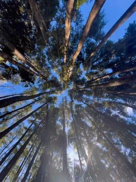 Looking Up Through Tall Trees Stock-Fotos