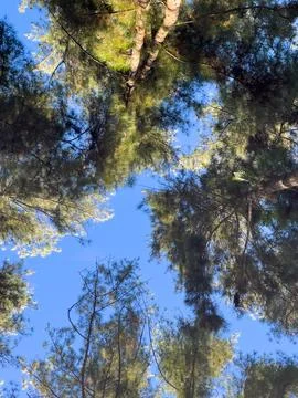 Looking Up Through Tall Trees Stock-Fotos
