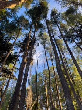 Looking Up Through Tall Trees 스톡 사진