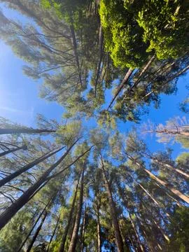 Looking Up Through Tall Trees Towards Blue Sky Foto stock