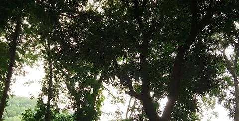 Looking up through tall trees towards a bright sky illuminated by sunlight Stock Photos