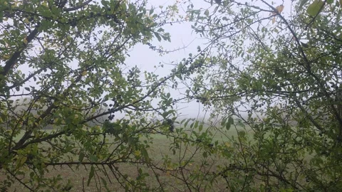 Looking Up Through Thin Leafy Branches Into Misty Overcast Sky Stock Footage 348057666