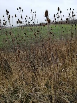 Looking through the THISTLES Stock Photos