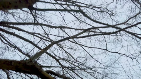 Looking up through thorny trees Stock Footage 141229567