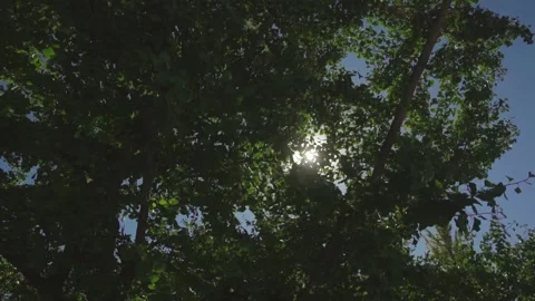 Looking up through tops of trees while sun shines through green foliage Stock Footage 220412998