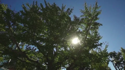 Looking up through tops of trees while sun shines through green foliage Stock Footage 220413002