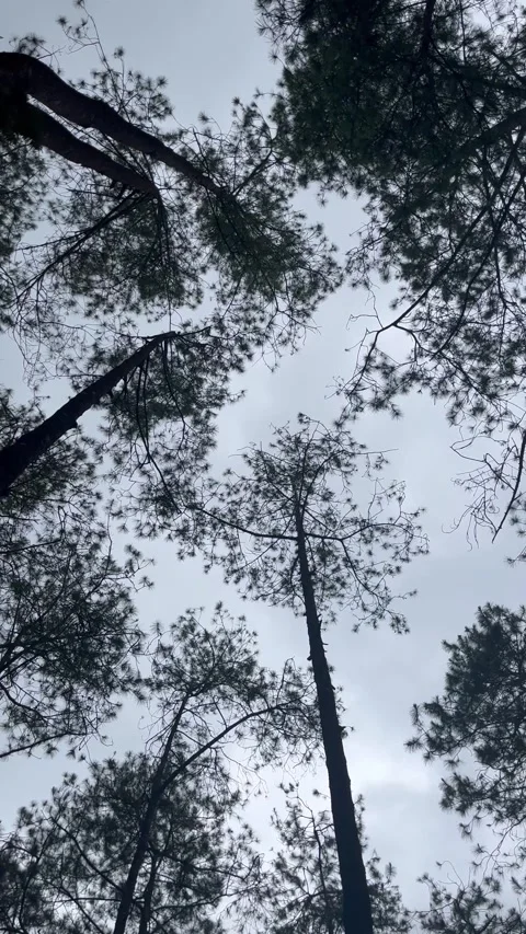 Looking Up Through Towering Pine Trees in a Tranquil Overcast Forest Stock Footage 307878546