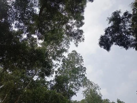 Looking Up Through Tree Branches and Leaves Stock Photos