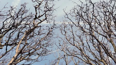 Looking up through tree branches at blue sky in winter 스톡 동영상 331347923