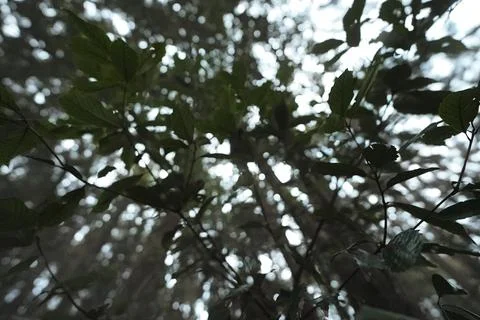 Looking Up Through Tree Branches in a Dark Forest Stockfoto's