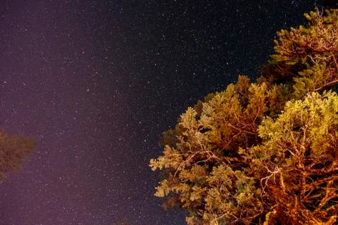 Looking up through tree branches at a field of stars Stock Photos