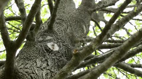 Looking up through tree branches Stock Footage 38824262