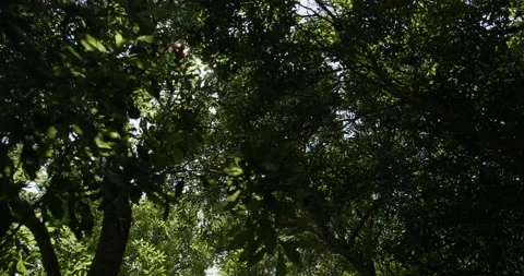 Looking up through the tree branches 스톡 동영상 208272826