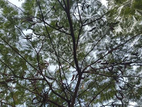Looking Up Through Tree Branches with Seed Pods Stock Photos
