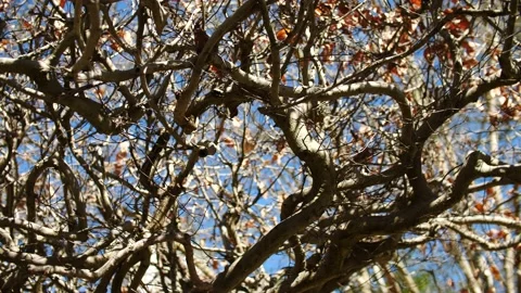 Looking up through tree branches spinning around blue skies Stock Footage 151502186