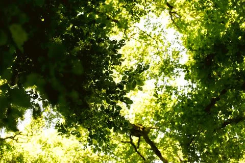 Looking up through tree canopy on the forest Stock Photos