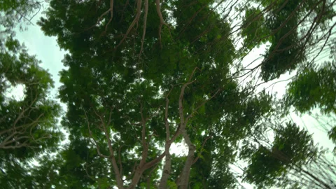 Looking Up Through Tree Canopy in Green Forest Stock Footage 318659854