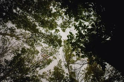 Looking Up Through Tree Canopy 스톡 사진