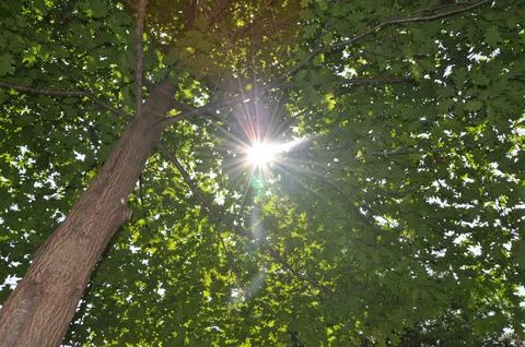 Looking through a tree canopy with the sun shining down Stock Photos