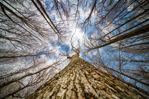 Looking up through tree with trunk bark details and blue sky Stock Photos