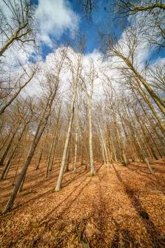 Looking up through tree with trunk bark details and blue sky Stock Photos