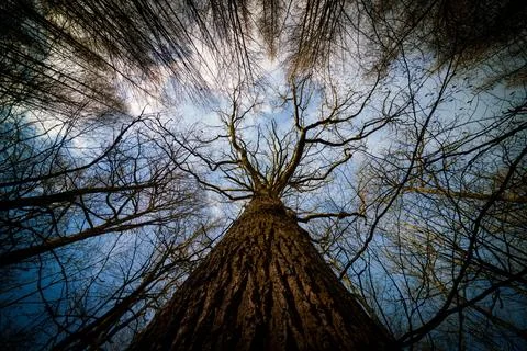 Looking up through tree with trunk bark details and blue sky Stock Photos