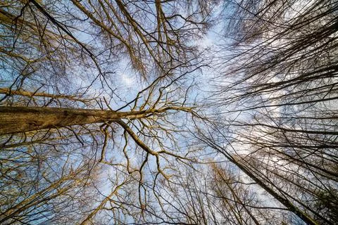 Looking up through tree with trunk bark details and blue sky Stock Photos