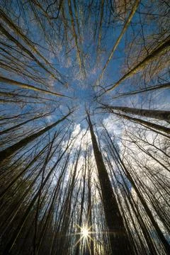 Looking up through tree with trunk bark details and blue sky Stock Photos