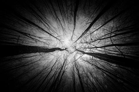 Looking up through tree with trunk bark details black and white Stock Photos