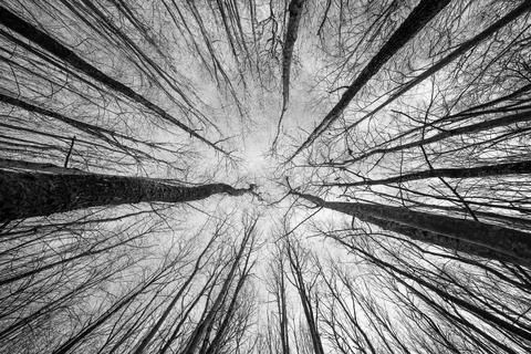 Looking up through tree with trunk bark details black and white Stock Photos