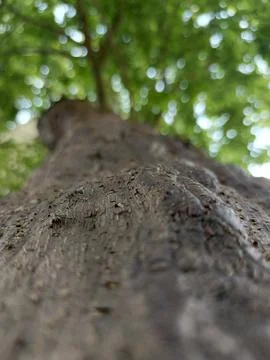 Looking up through a tree trunk to green leaves Stock Photos